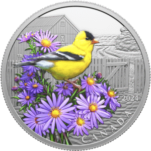 American Goldfinch 2024 | Colourful Birds | CAN00005
