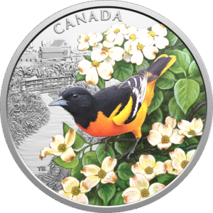Baltimore Oriole 2025 | Colourful Birds | CAN00003
