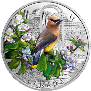 Cedar Waxwing 2022 | Colourful Birds | CAN00005