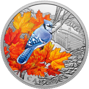Blue Jay 2021 | Colourful Birds | CAN00006