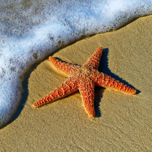 Silver Waves: Capturing Ocean Beauty in Coins